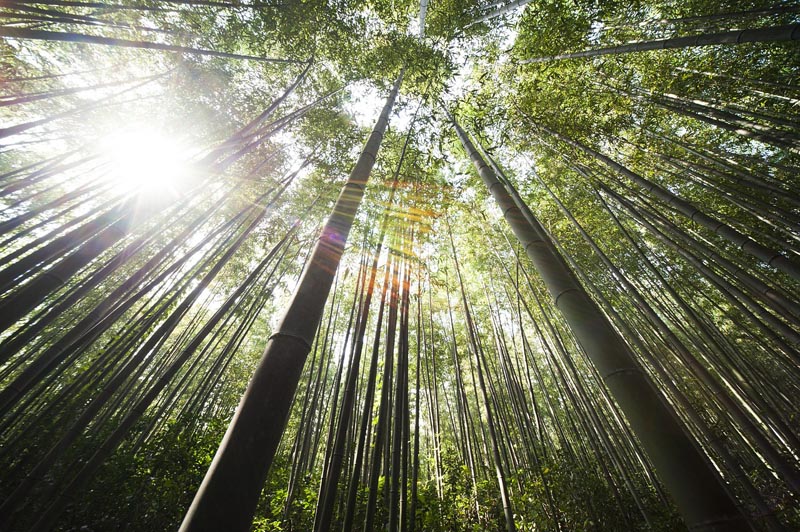 Why Is Bamboo Environmentally Friendly
