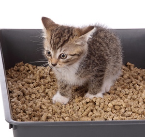 Finding Natural Cat Litter Box For Your Furred Animal