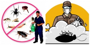 Pest, insects, pest control