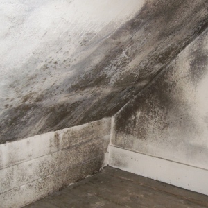 5 Best Condensation Treatments To Keep Your House Mould Free