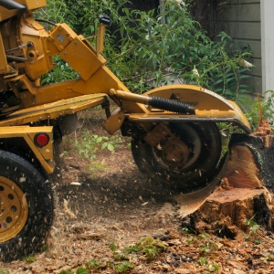 Removing The Dangerous Stumps