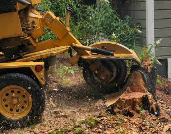 Removing The Dangerous Stumps