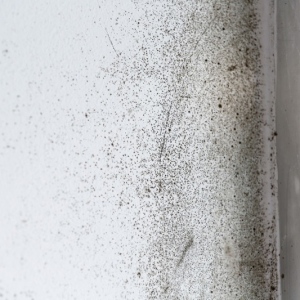 Different Tips To Get Rid Of Damp And Mould
