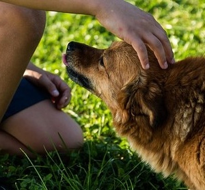 Useful Tips To Avoid The Dog Bite - How To Ensure Safety Of Kids