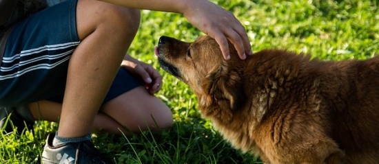 Useful Tips To Avoid The Dog Bite - How To Ensure Safety Of Kids