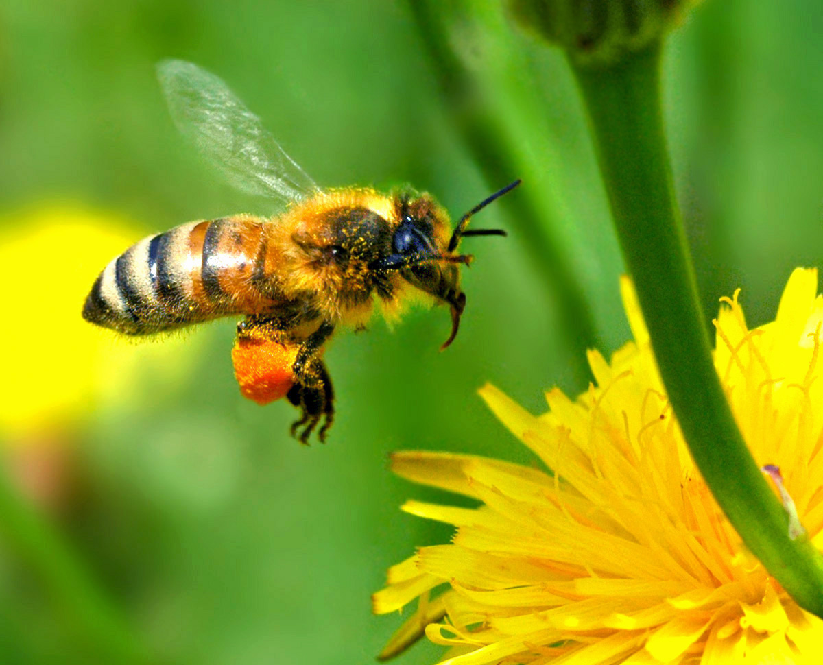 Bee Removal Services - Your Best Option when it comes to Bee Removal