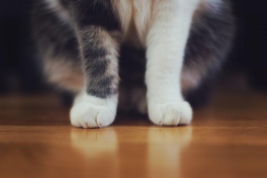 Cat's paws on the floor