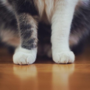 Cat's paws on the floor