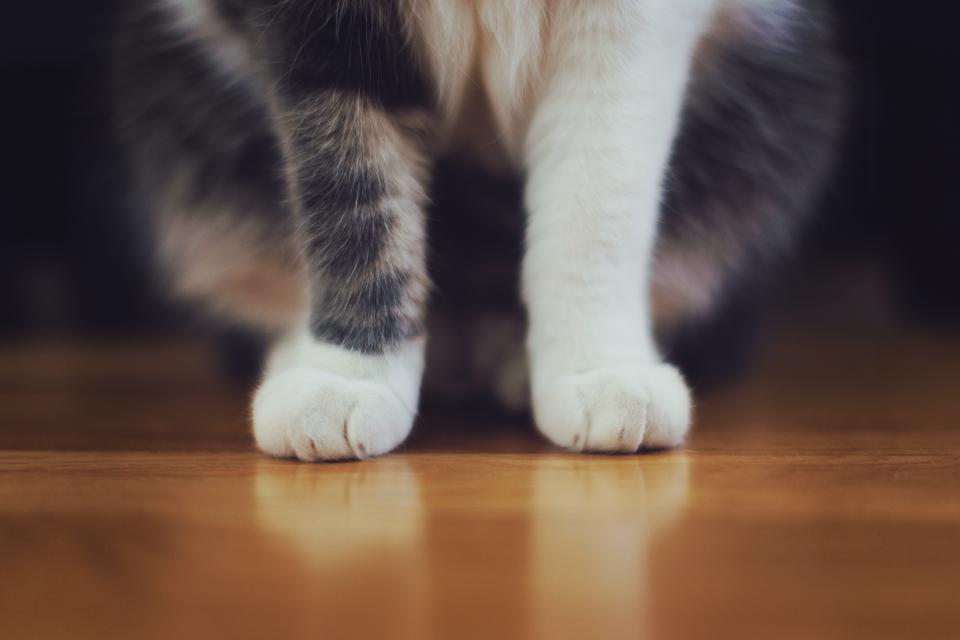 Cat's paws on the floor