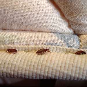 Bedbugs Infestation and Mattresses - Know Everything About It