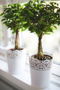 indoor-plant