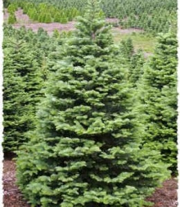 Few Informative Lines About The Types Of Christmas Trees Available Widely