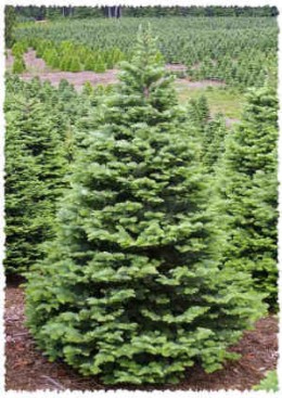 Few Informative Lines About The Types Of Christmas Trees Available Widely