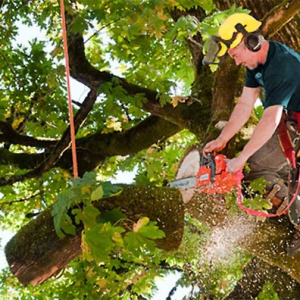 Treat Sick Trees With Tree Services