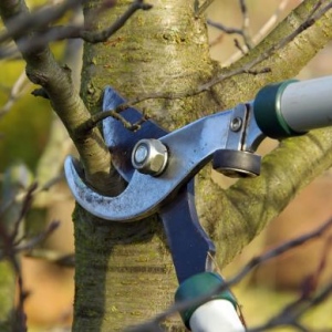 Tree Surgeons Enhance The Value Of Any Property