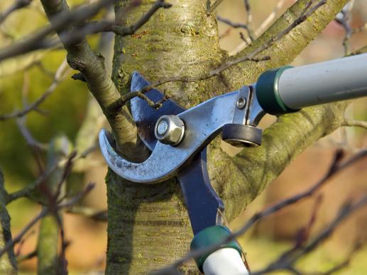 Tree Surgeons Enhance The Value Of Any Property