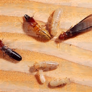 Insights Into Termite Inspection Boca Raton from Multidimensional Perspective