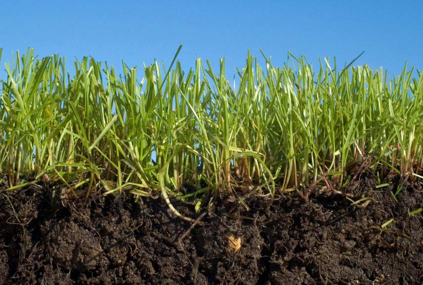 Fertilizing Your Lawn Organically