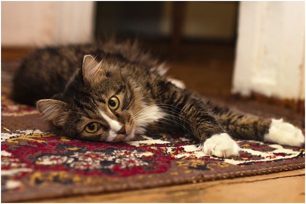 Simple Carpeting Cleaning Tips To Boost Potential Home Sale Price