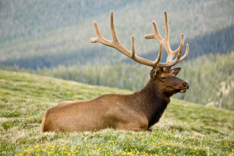 The Science Of Antler Growth