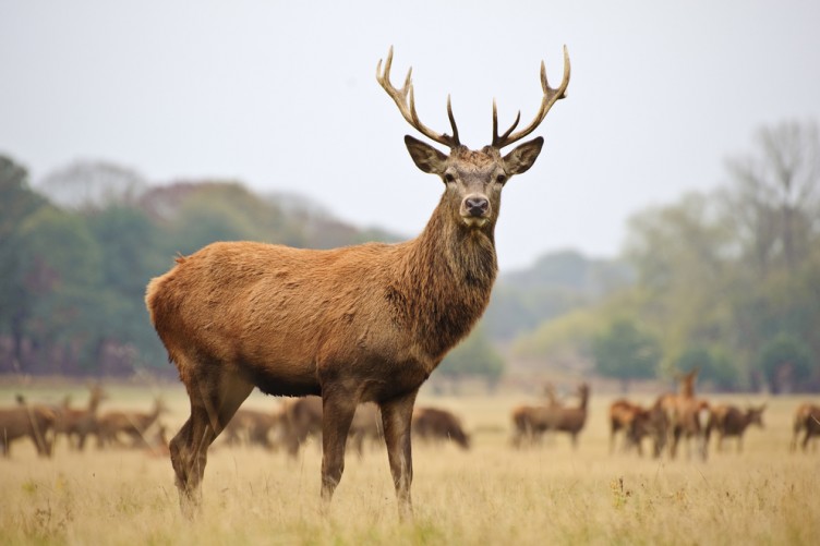 The Science Of Antler Growth