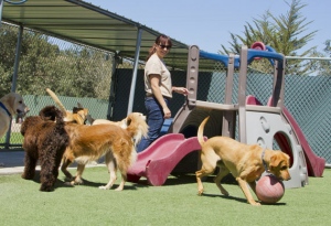 7 Most Amazing Advantages Of Registering A Dog With A Boarding Center