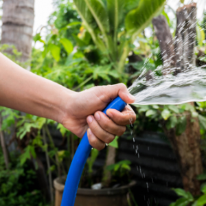 watering the trees in garden