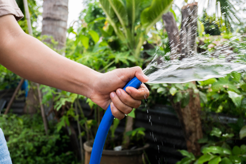 watering the trees in garden