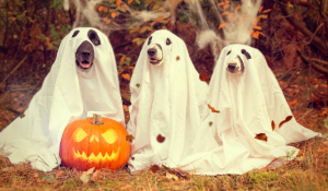 Pets Halloween