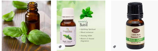 Sweet basil essential oil