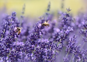 How We Can Save The Bees In Australia