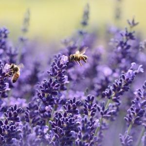 How We Can Save The Bees In Australia